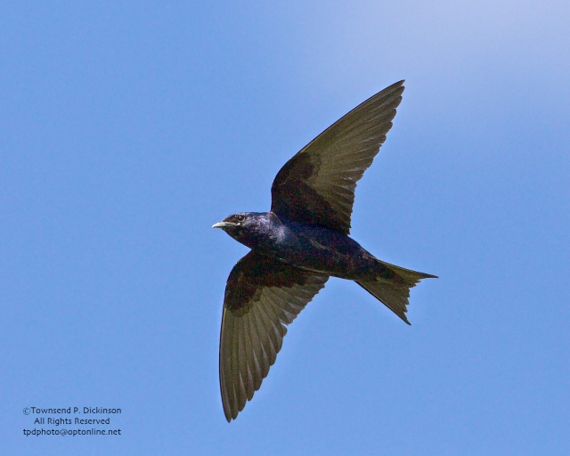 Purple Martin, male in flight near colony, summer,  Connecticut Audubon Society Coastal Center, Milford Point, CT. ©Townsend Dickinson. All Rights Reserved.