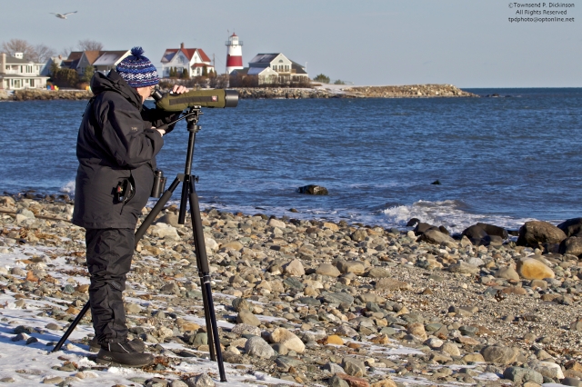 Mardi Dickinson scoping for winter birds. Cove Place area beach, Stratford, CT. ©Townsend P. Dickinson. All Rights Reserved.