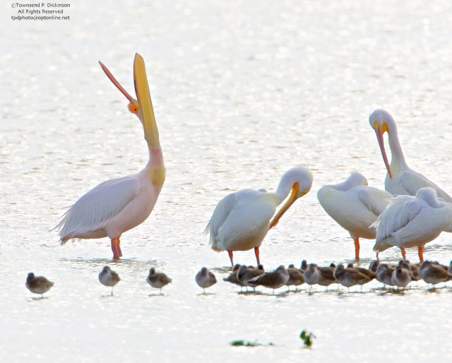 Great White Pelican on loft (from Africa) doing head toss, pouch display with American White Pelicans, roosting, Ding Darling NWR, Sanibel, Florida.©Townsend P. Dickinson All Rights Reserved. Photo may not be used without written permission.