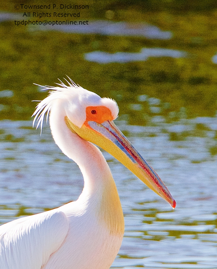 Great White Pelican, (probable female in breeding plumage), extralimital, with American Pelicans, Ding Darling NWR, Sanibel Island, Florida. ©Townsend P. Dickinson. All Rights Reserved. Photo may not be used without written permission.