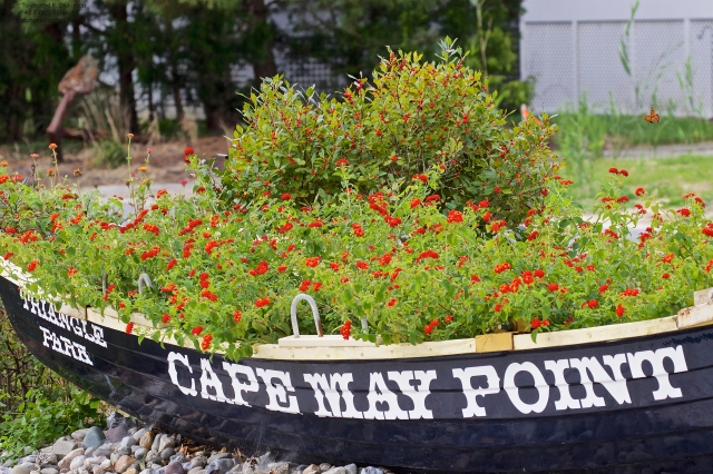 Triangle Park, retired life guard saving boat as planter, with Monarch in flight, site of Monarch Butterfly banding stations, West Cape May, NJ. ©Townsend P. Dickinson. All Rights Reserved.