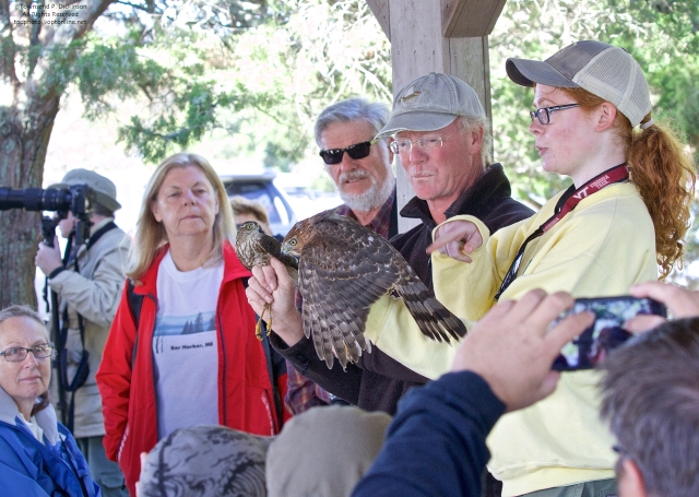 Hawkwatch Demonstration at Cape May Point Pavilion. for the Cape May Fall Festival 2015. Cape May Point State Park, Cape May, NJ. ©Townsend P. Dickinson All Rights Reserved.