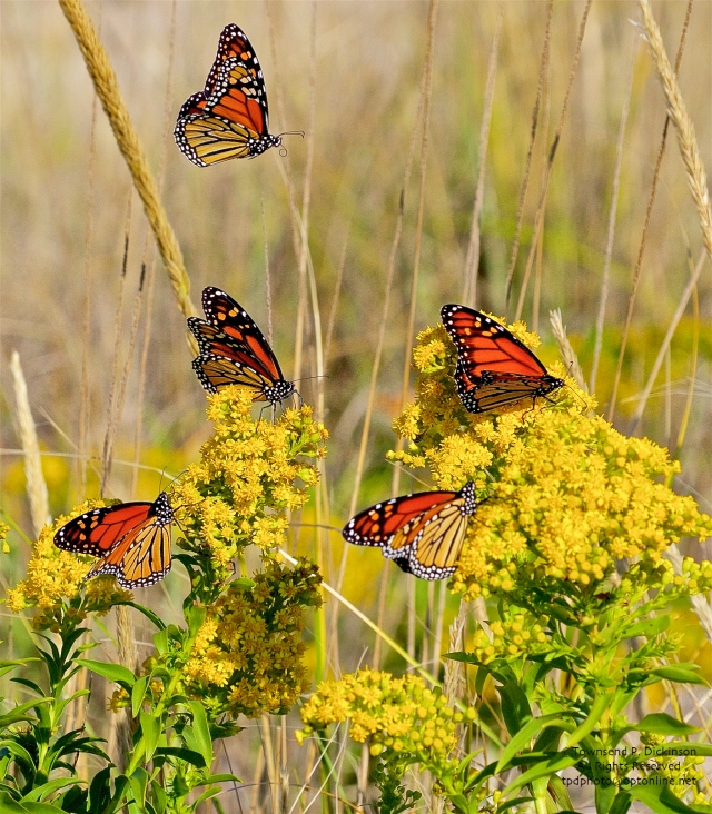 Monarch butterfly, fall migrants Cape May Point State Park, Cape May, NJ. ©Townsend P. Dickinson.
