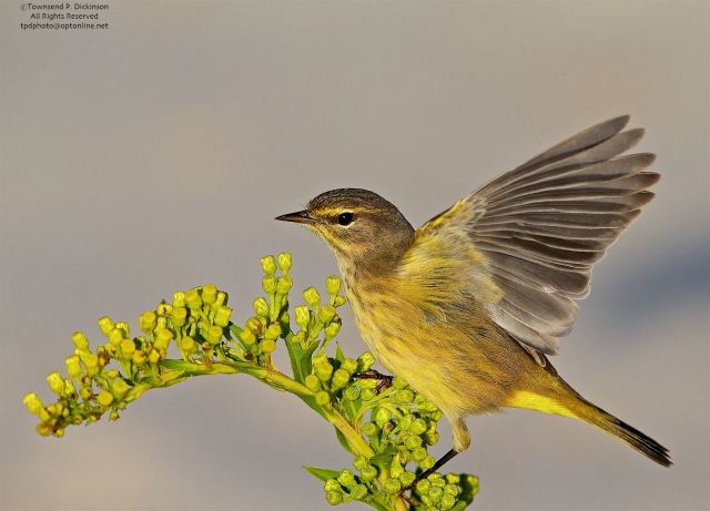 Palm Warbler, fall migrant, foraging on sand beach with goldenrod, Cape May Point, Cape May, NJ. ©Townsend P. Dickinson.