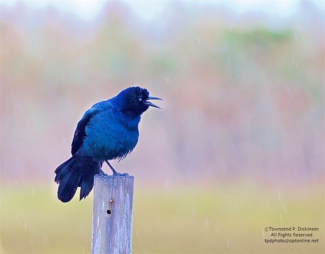 Boat-tailed Grackle, male display in the rain, fall, off Ocean Drive, Wildwood, NJ. ©Townsend P. Dickinson. All Rights Reserved.