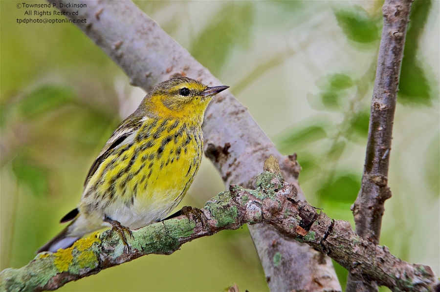 Cape May Warbler, Dendroica tigrina, female, fall migrant, foraging in "magic tree" West Cape May, NJ. ©Townsend P. Dickinson. All Rights Reserved.